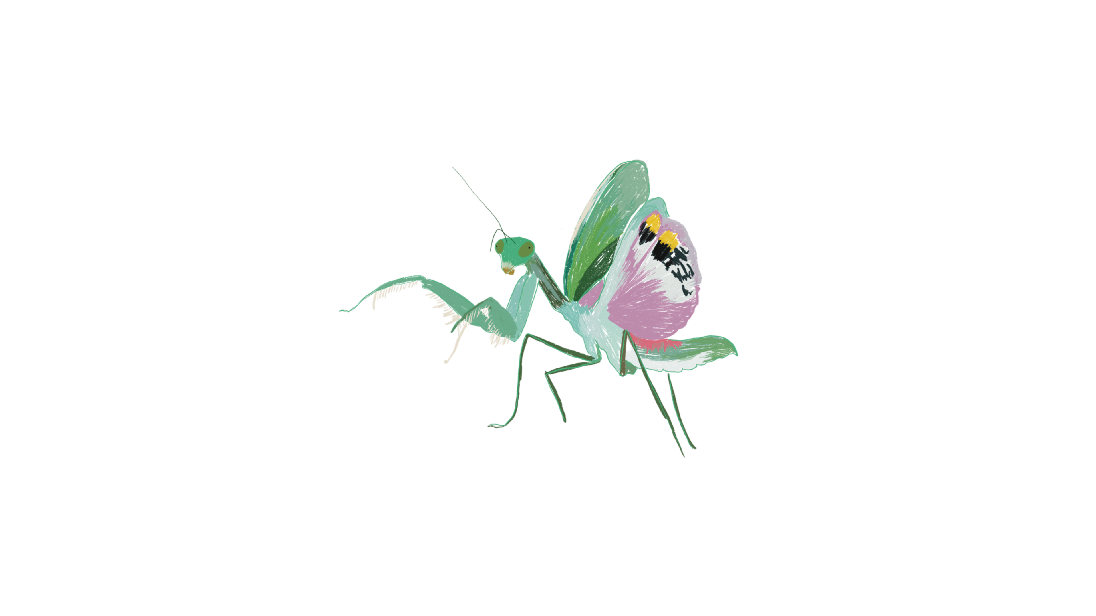 Insectos