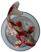 PEZ KOI
