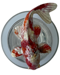 PEZ KOI