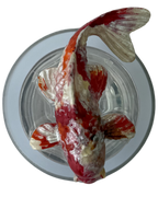 PEZ KOI