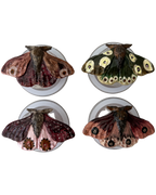 POLILLA