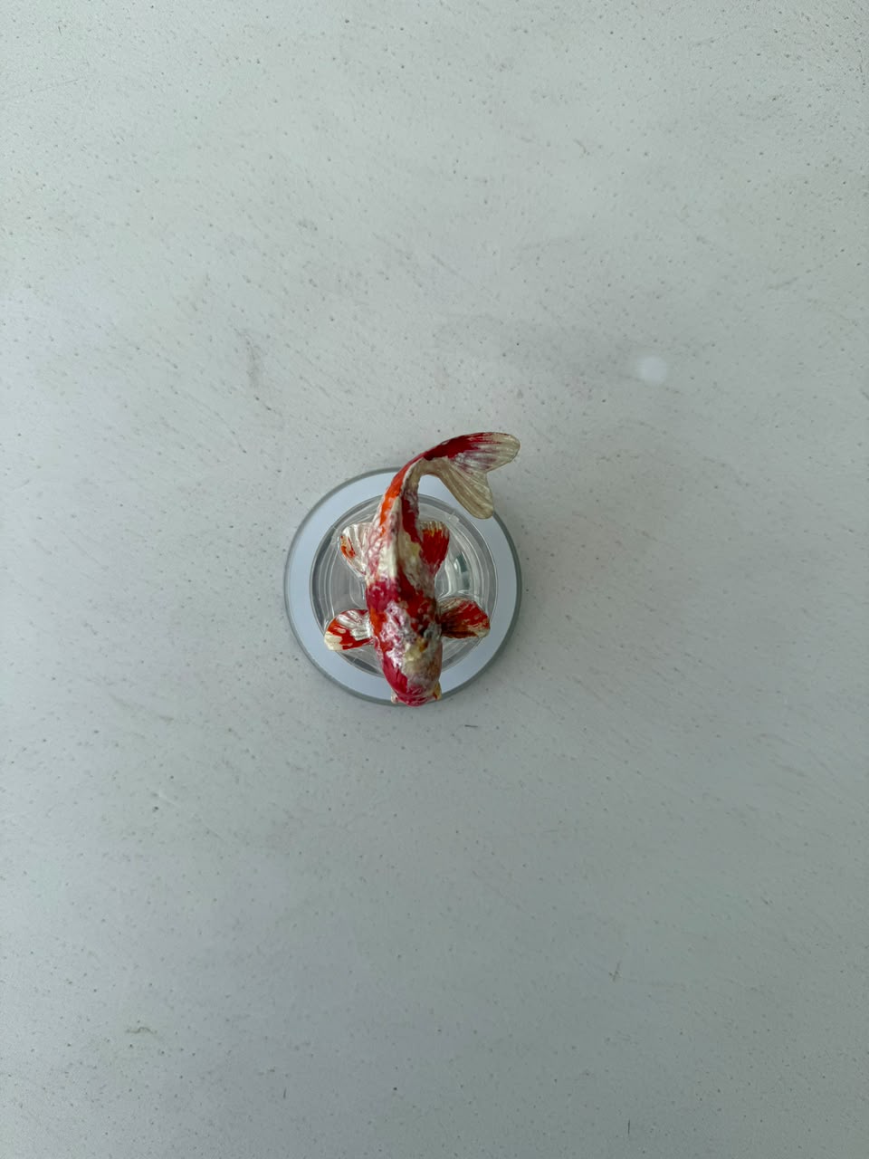 PEZ KOI