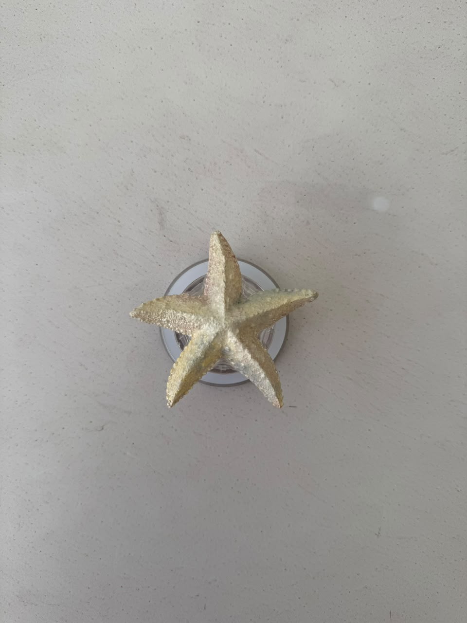 ESTRELLA DE MAR