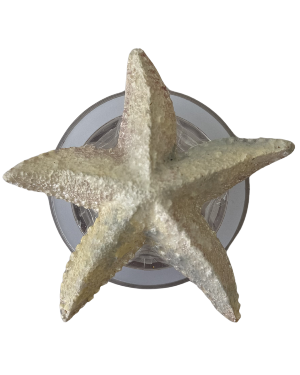 ESTRELLA DE MAR
