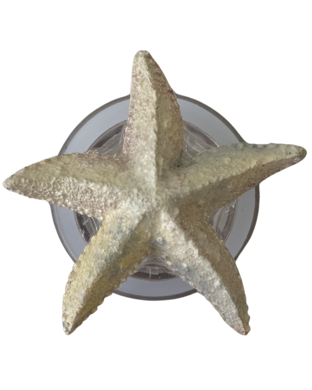 ESTRELLA DE MAR