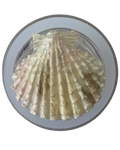 CONCHA DE MAR