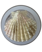 CONCHA DE MAR