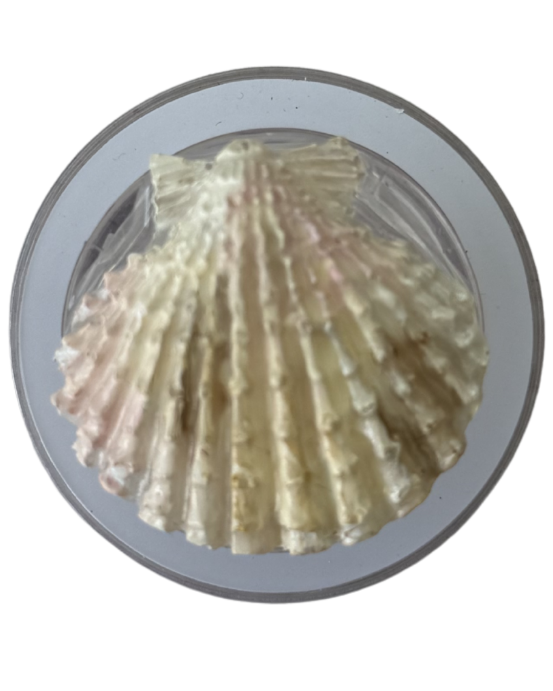 CONCHA DE MAR