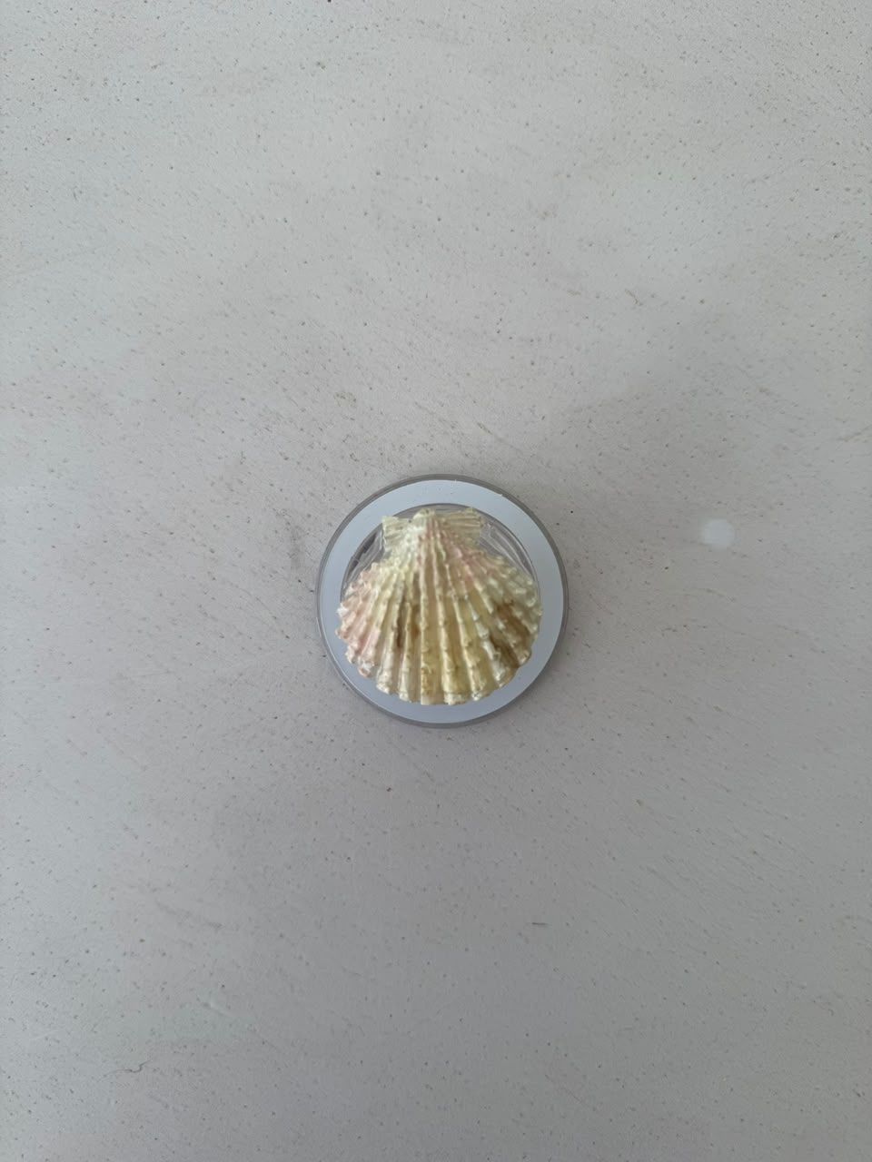 CONCHA DE MAR